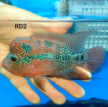 Load image into Gallery viewer, Super Red Dragon Flowerhorn Cichlid (Cichlasoma sp)
