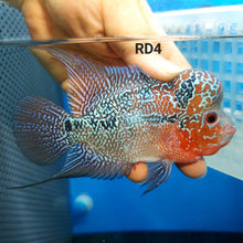 Load image into Gallery viewer, Super Red Dragon Flowerhorn Cichlid (Cichlasoma sp)

