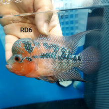 Load image into Gallery viewer, Super Red Dragon Flowerhorn Cichlid (Cichlasoma sp)
