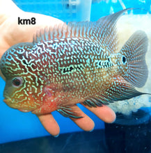 Load image into Gallery viewer, Kamfa Flowerhorn Cichlid (Cichlasoma sp)
