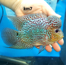Load image into Gallery viewer, Kamfa Flowerhorn Cichlid (Cichlasoma sp)
