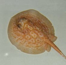 Load image into Gallery viewer, Albino Pearl Stingray (Potamotrygon jabuti)

