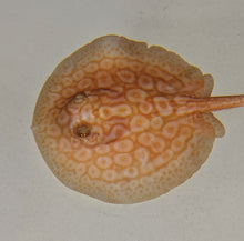 Load image into Gallery viewer, Albino Pearl Stingray (Potamotrygon jabuti)
