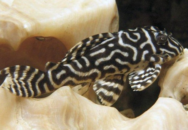 L333 King Tiger Pleco (Hypancistrus sp)