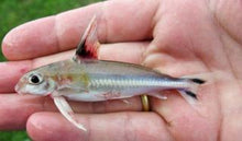 Load image into Gallery viewer, Trimaculatus Dolphin Catfish (Tenellus trimaculatus)
