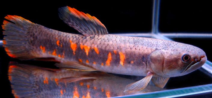 Red Rainbow Wolf Fish (Erythrinus erythrinus)