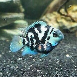 Zebra Parrot Cichlid (Cichlasoma sp)