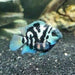 Zebra Parrot Cichlid (Cichlasoma sp)