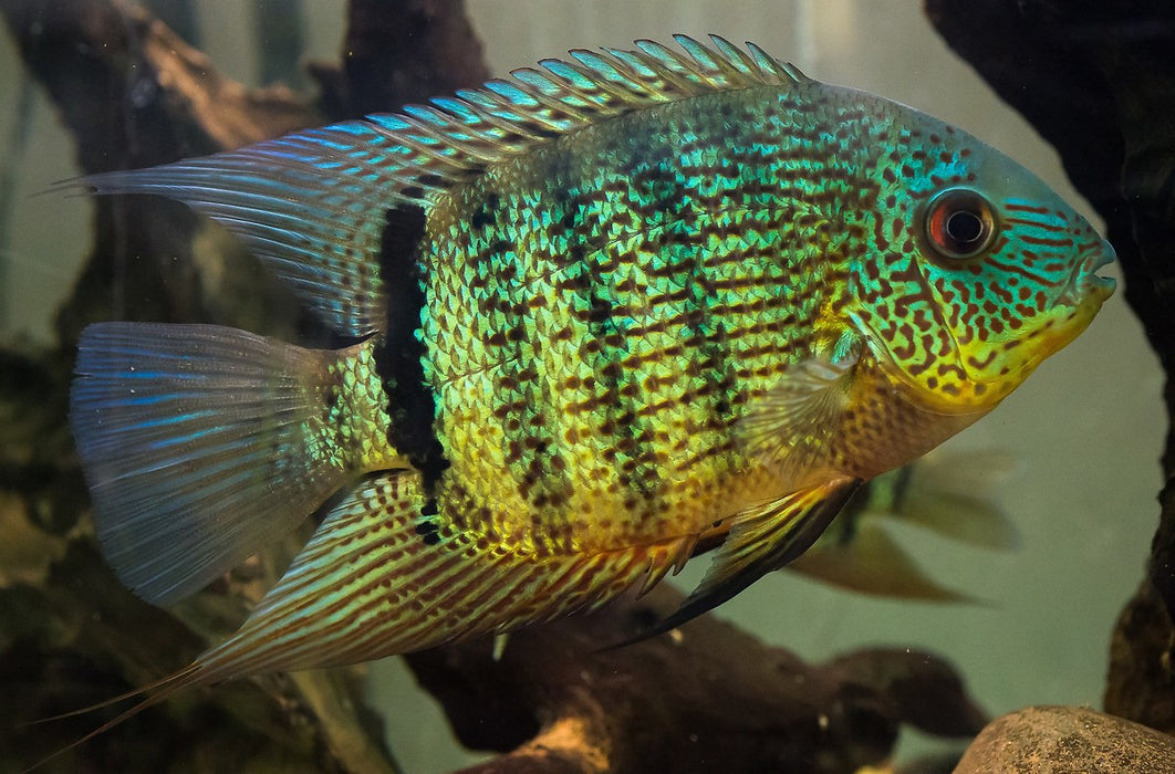 Inirida Severum (Heros sp. Inirida)