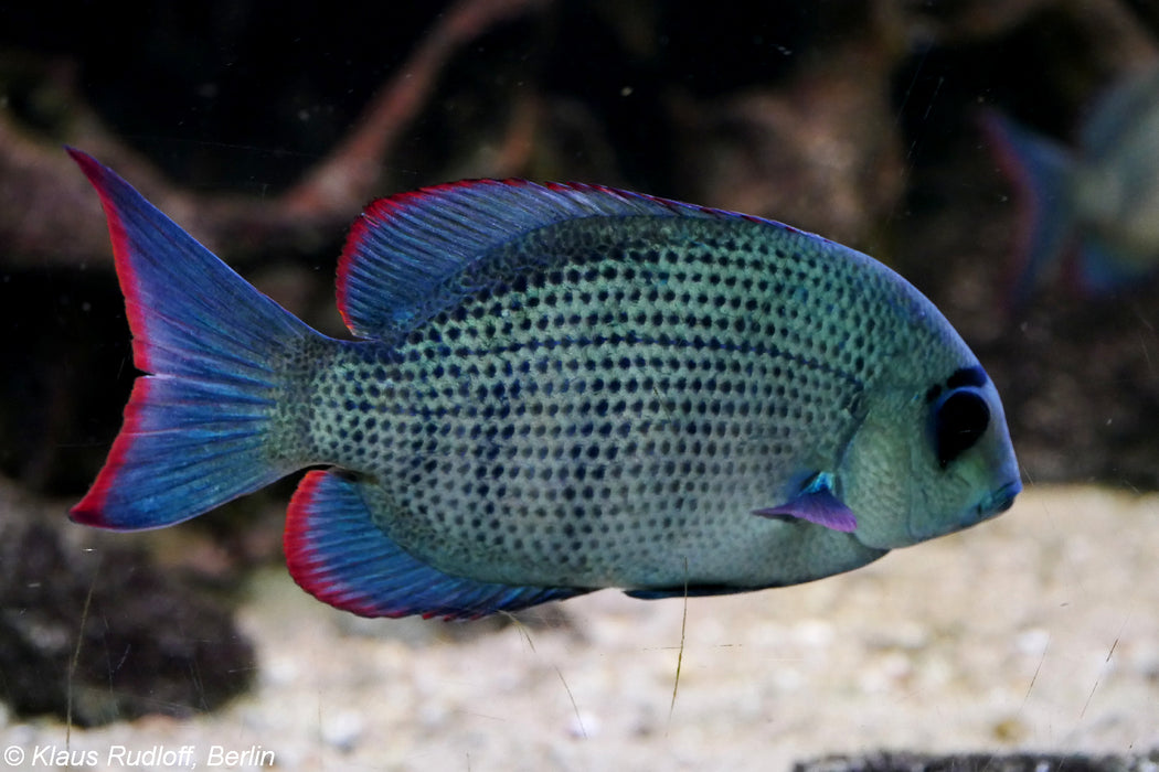 Pinstripe Damba Cichlid (Paretroplus menarambo)