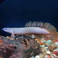 Load image into Gallery viewer, Longfin Senegal Bichir (Polypterus senegalus)
