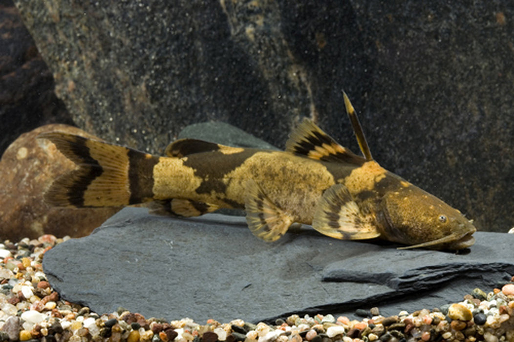 Giant Bumblebee Catfish (Pseudopimelodus bufonius)