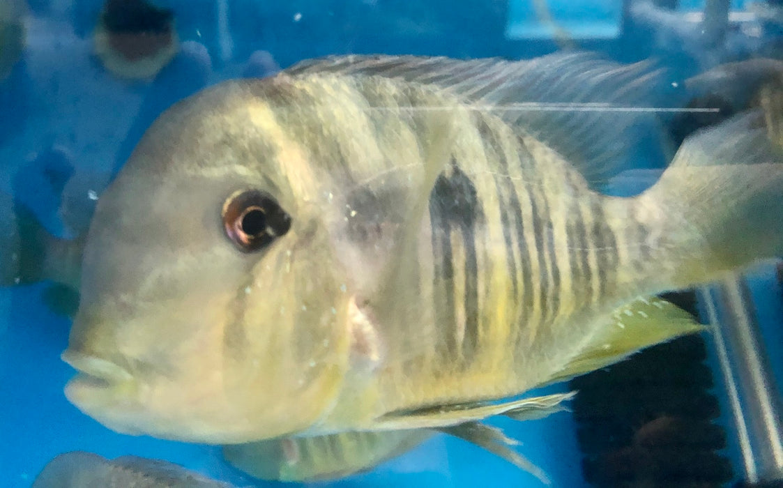 Argentina Humphead Cichlid (Gymnogeophagus balzanii)