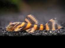 Load image into Gallery viewer, L397 Alenquer Tiger Pleco (Panaqolus sp.)
