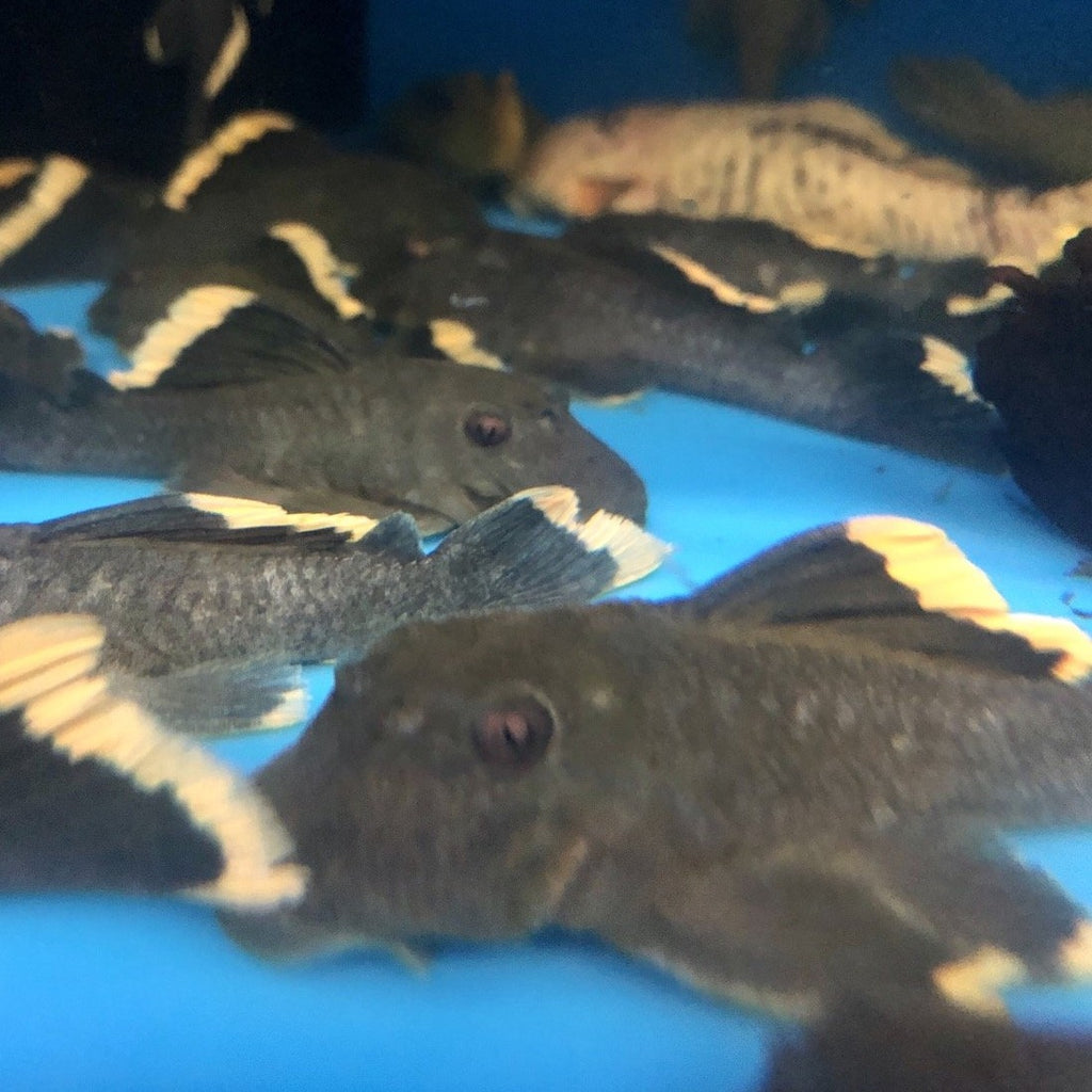 PLECOS — Predatory Fins