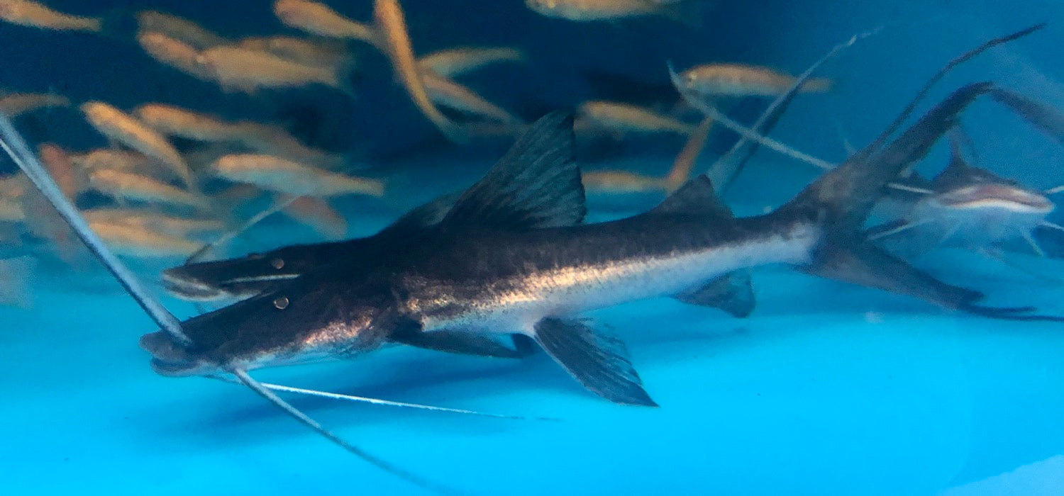Tabla Barba Slobbering Catfish (Brachyplatystoma platynemum)