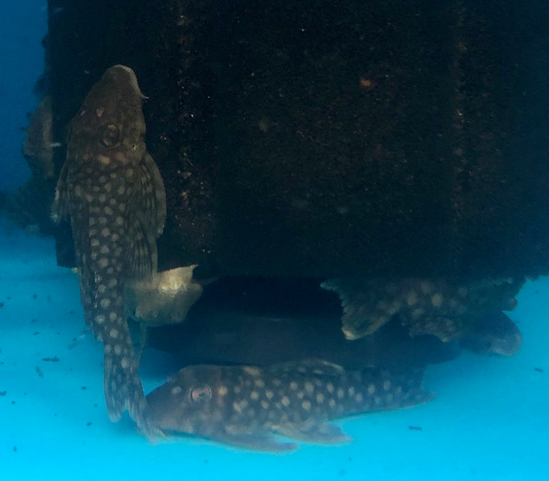 L020 / L354 Polka Dot Pleco (Spectracanthicus zuanoni)