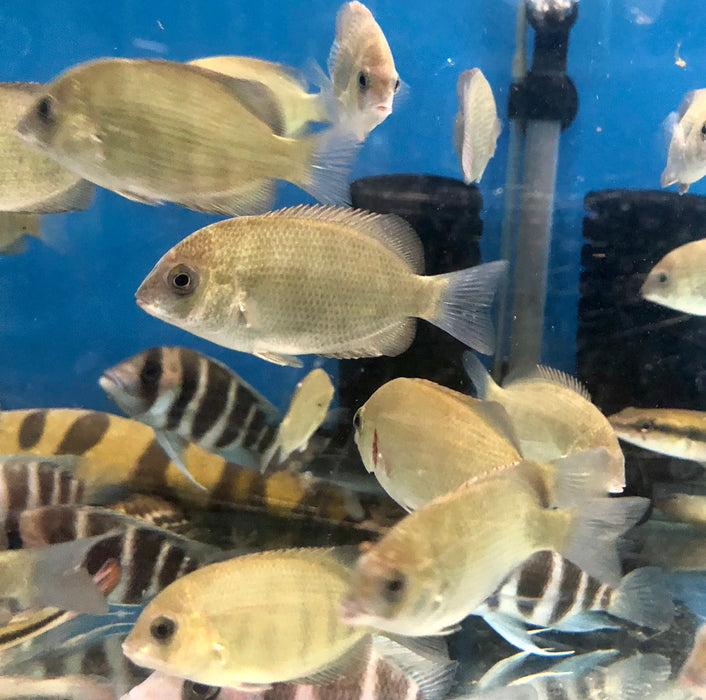 Pinstripe Damba Cichlid (Paretroplus menarambo)