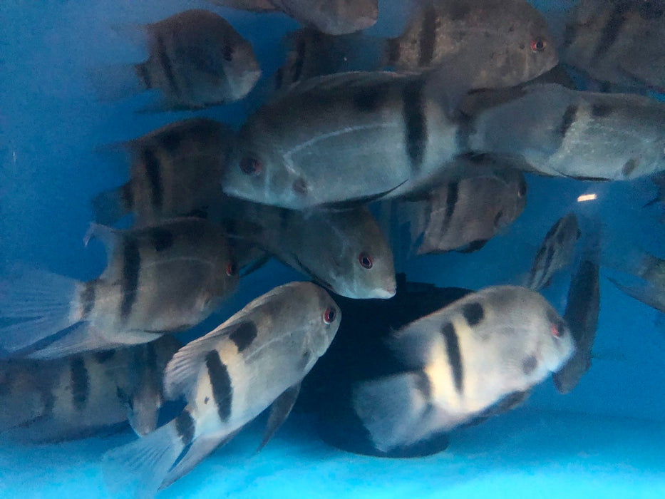 Panda Uaru Cichlid (Uaru fernandezyepezi)