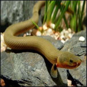Rope Fish (Erpetoichthys calabaricus) – Predatory Fins
