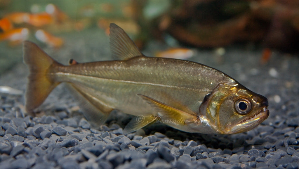 Armatus Payara Vampire Tetra (Hydrolycus Armatus)