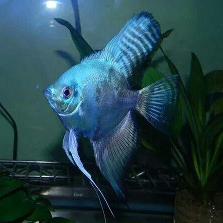 Smokey Blue Angelfish (Pterophyllum scalare sp)