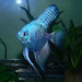 Smokey Blue Angelfish (Pterophyllum scalare sp)
