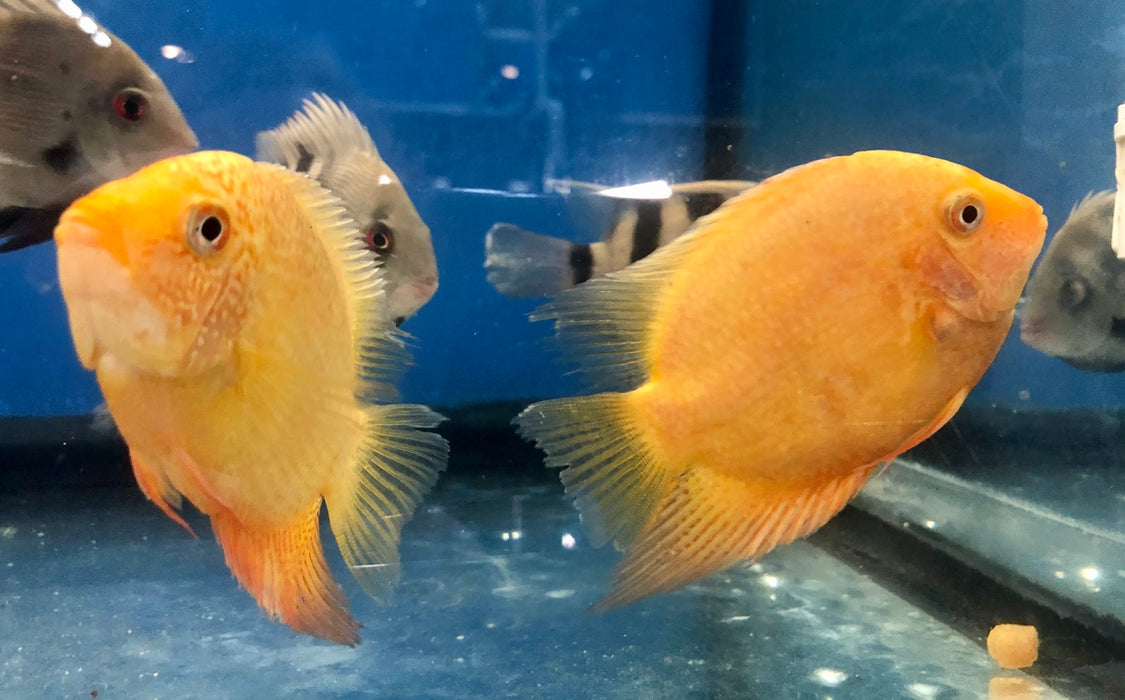 Gold Severum (Heros severus)