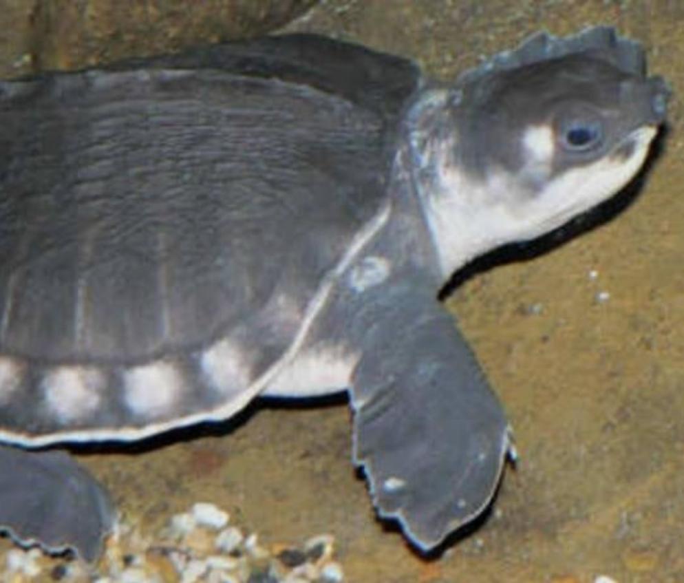 Fly River Turtle (Carettochelys insculpta) – Predatory Fins