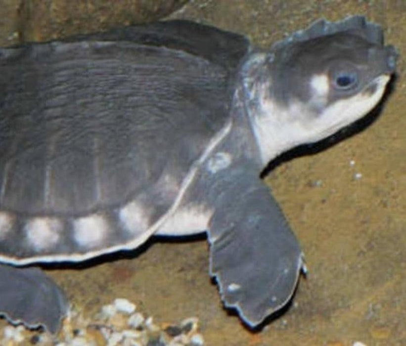 Fly River Turtle (Carettochelys insculpta)