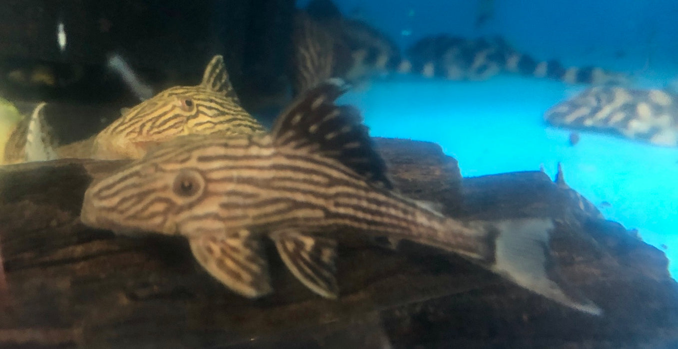 L027 Xingu Royal Pleco (Panaque armbrusteri)