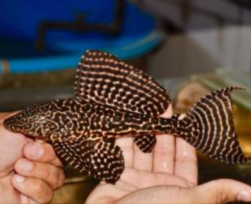 Parnaibae Sailfin Pleco (Pterygoplichthys parnaibae)