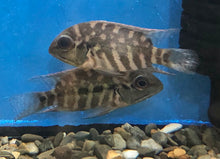 Load image into Gallery viewer, True Parrot Cichlid (Hoplarchus psittacus)
