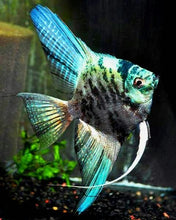 Load image into Gallery viewer, Marble Blue Angelfish (Pterophyllum scalare sp)

