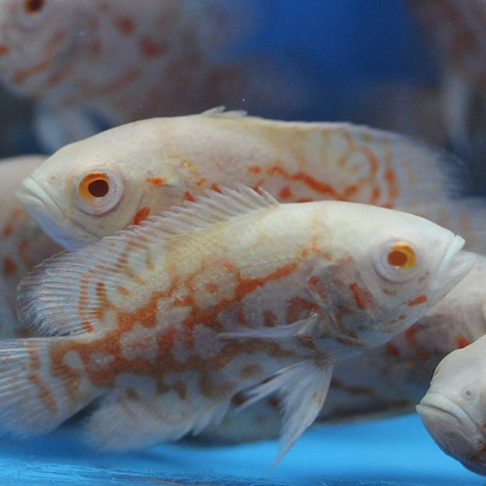 Albino Red Tiger Oscar Cichlid (Astronotus ocellatus)