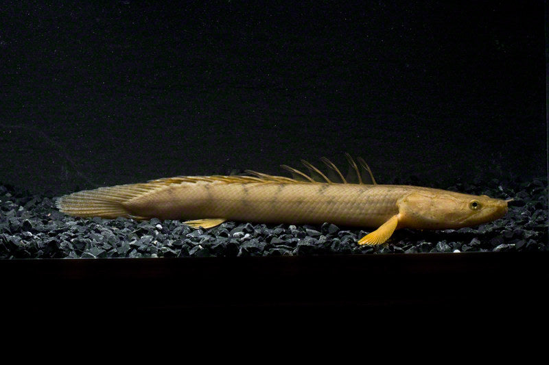 Congicus Bichir (Polypterus congicus)