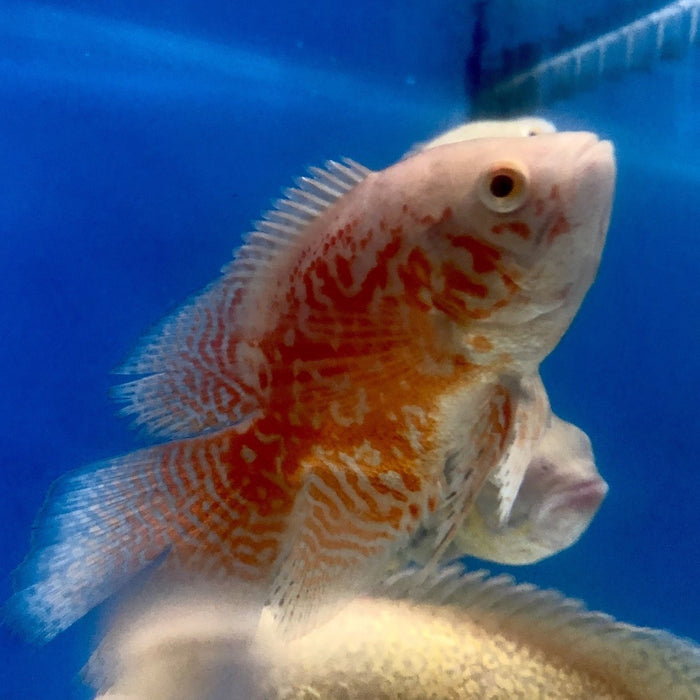 Short Body Albino Red Tiger Longfin Oscar Cichlid (Astronotus ocellatus)