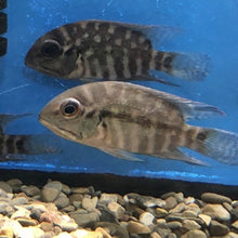 Load image into Gallery viewer, True Parrot Cichlid (Hoplarchus psittacus)
