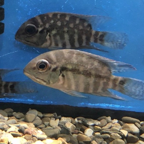 True Parrot Cichlid (Hoplarchus psittacus)