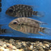 True Parrot Cichlid (Hoplarchus psittacus)