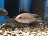 True Parrot Cichlid (Hoplarchus psittacus)