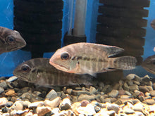 Load image into Gallery viewer, True Parrot Cichlid (Hoplarchus psittacus)
