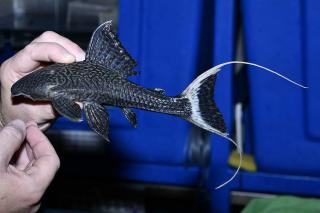 L090 Papa Lyretail Pleco (Panaque bathyphilus)