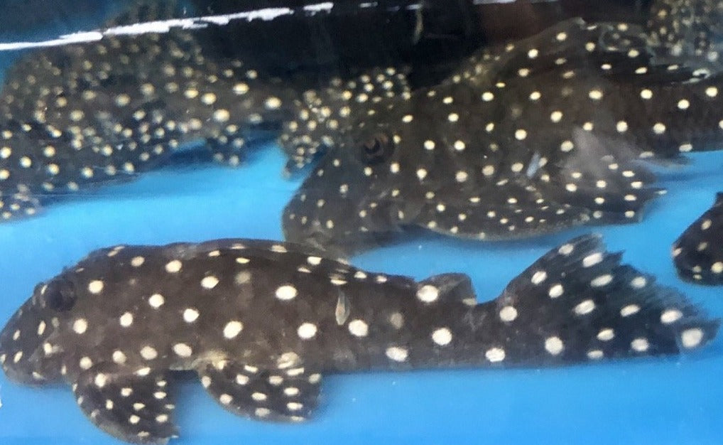 L142 / LDA033 Snowball Pleco (Baryancistrus sp)