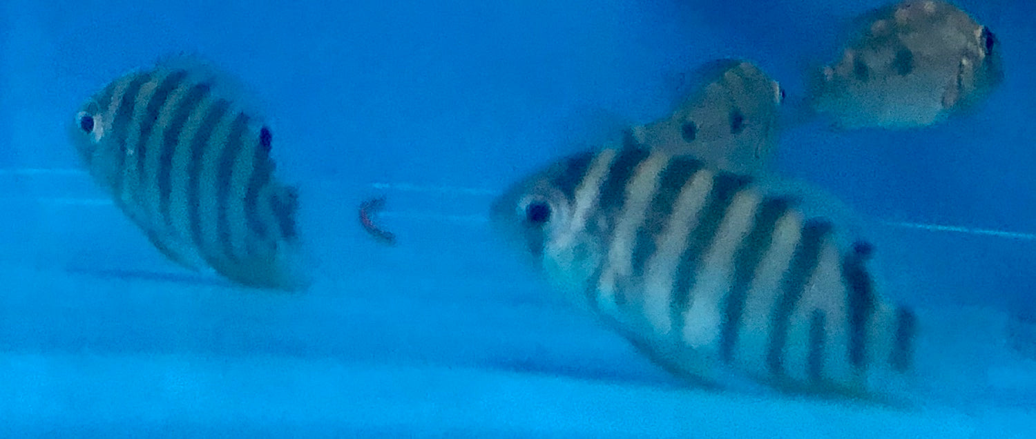 Red Tiger Severum Rio Negro Curare (Heros severus)