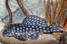 Load image into Gallery viewer, L020 / L354 Polka Dot Pleco (Spectracanthicus zuanoni)
