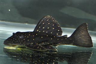 Golden Sailfin Luteus Pleco (Hypostomus luteus)