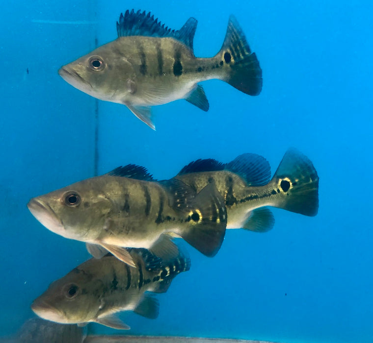 Short Body Mono Peacock Bass (Cichla monoculus)