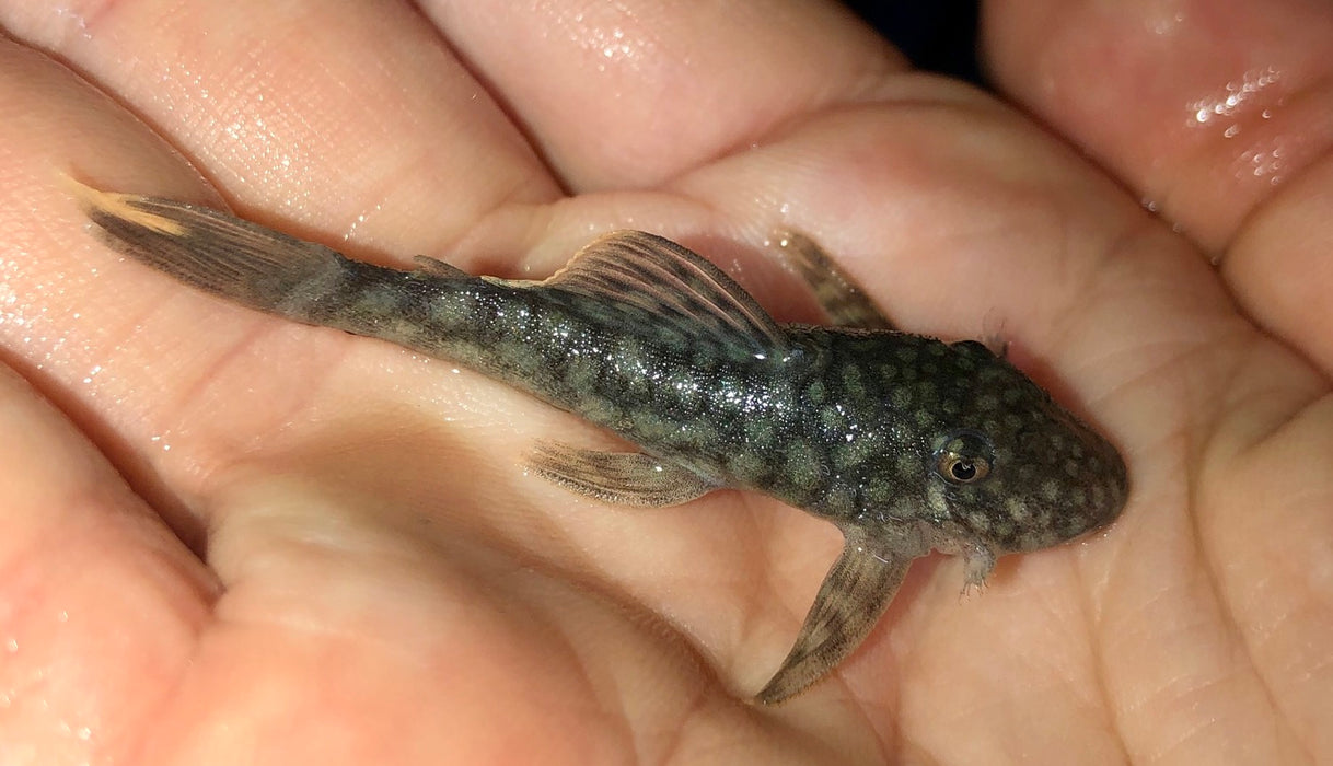 L106 Orange Seam Pleco (Hemiancistrus guahiborum)