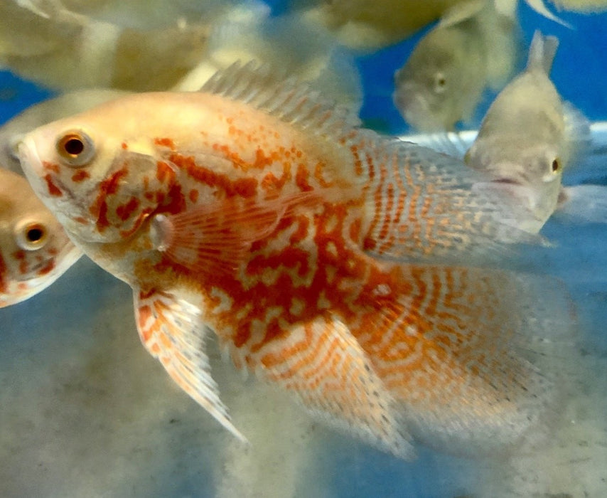 Short Body Albino Red Tiger Longfin Oscar Cichlid (Astronotus ocellatus)